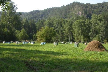 Пасека в горном районе Башкортостана